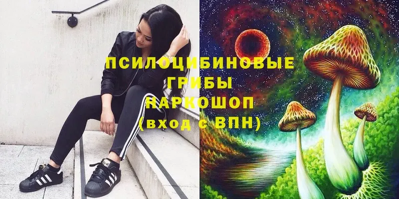 Псилоцибиновые грибы Psilocybe  купить   Лахденпохья 